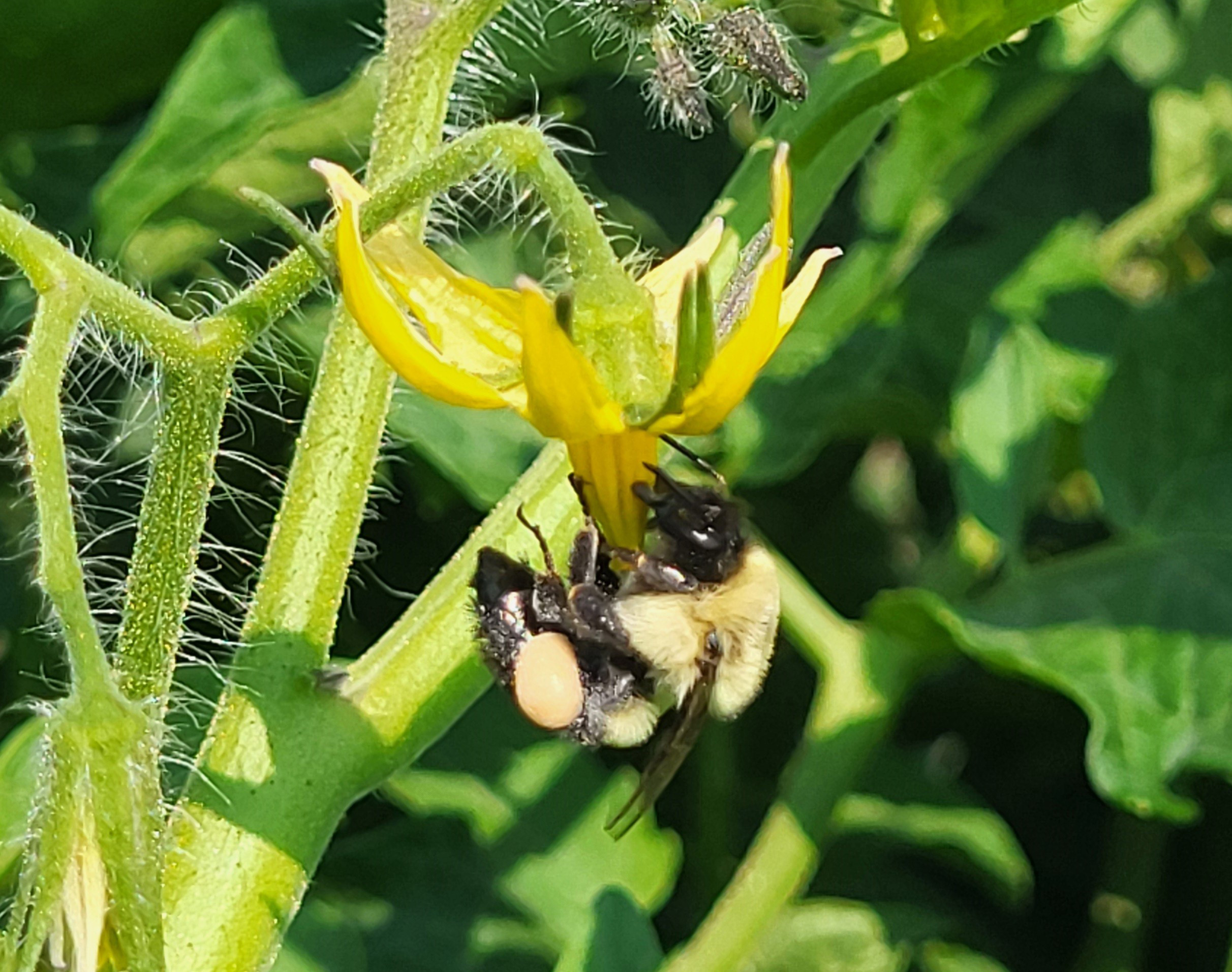 A bumble bee visiting a tomato flower.